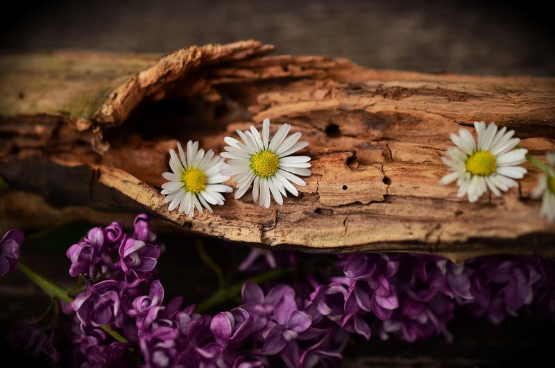 Wood Slice Wall Art